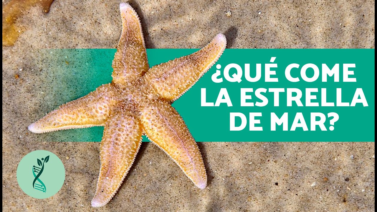 ciclo de vida de la estrella de mar