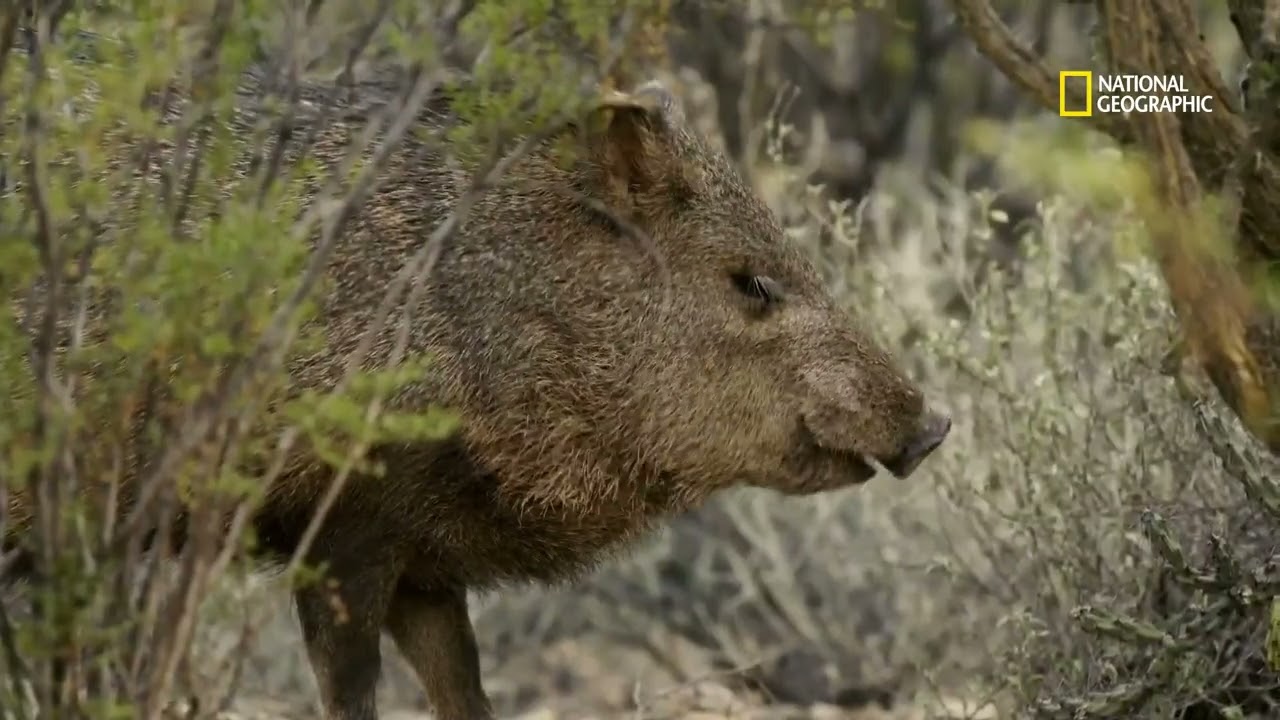 diversidad natural de baja california