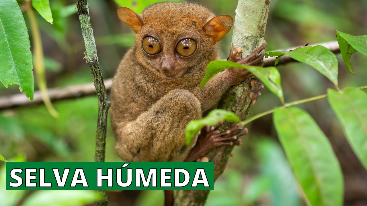 selva humeda flora y fauna en mexico