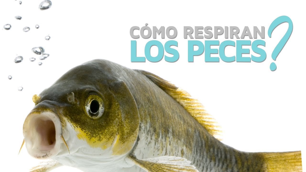 como logran respirar los animales debajo del agua