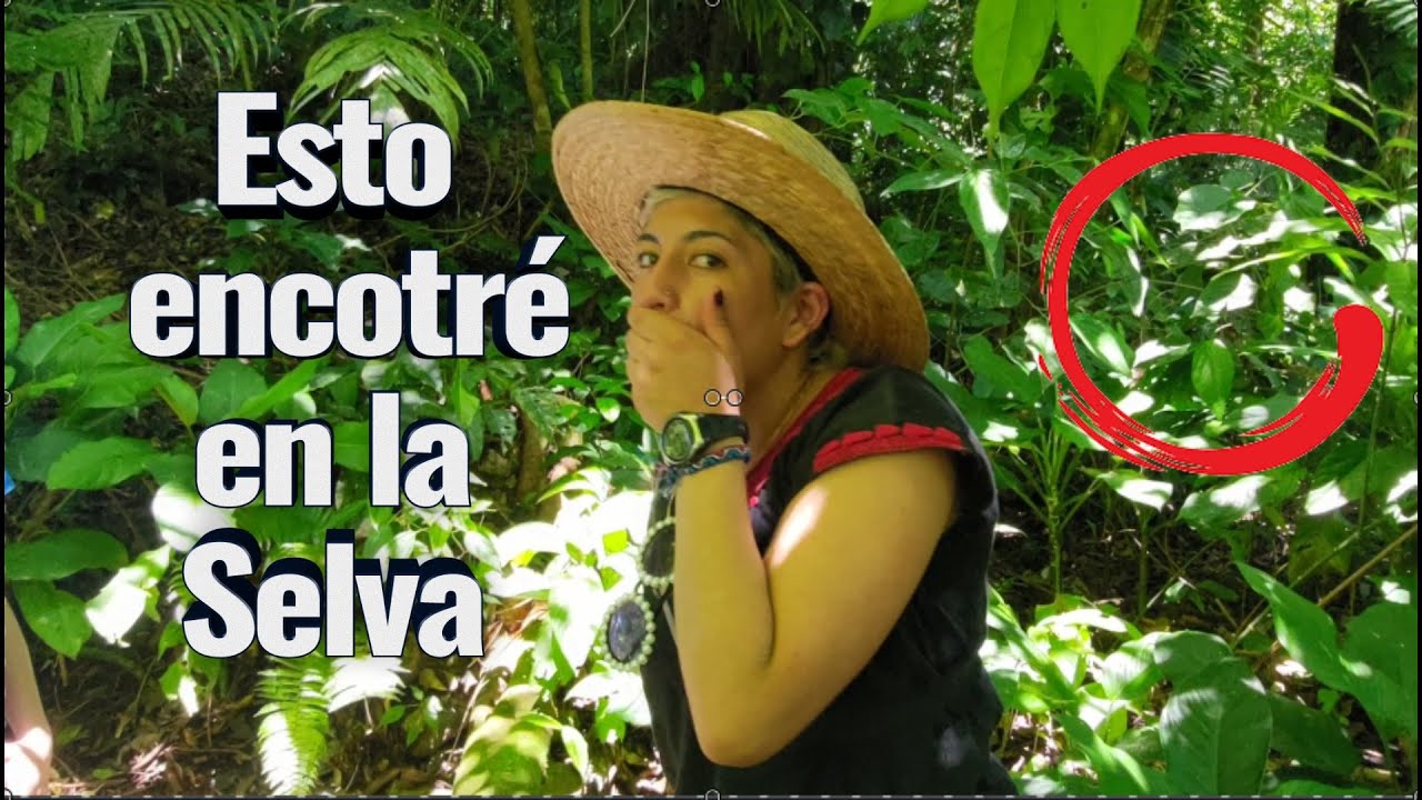 descripcion de la selva en palenque mexico