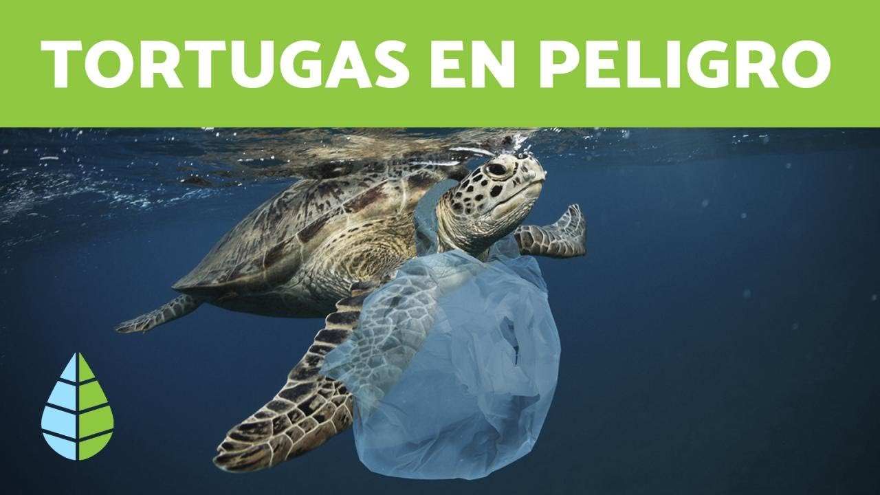 la tortuga baula en peligro de extincion