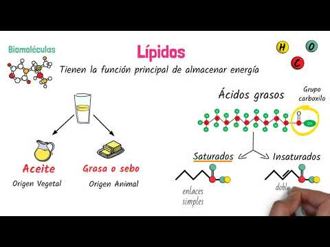 4 funciones de los lípidos