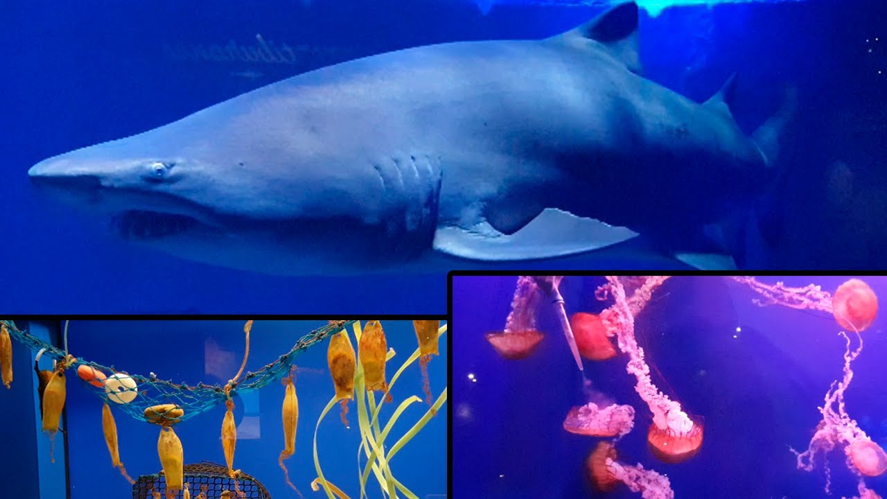 como llegar al acuario de sevilla
