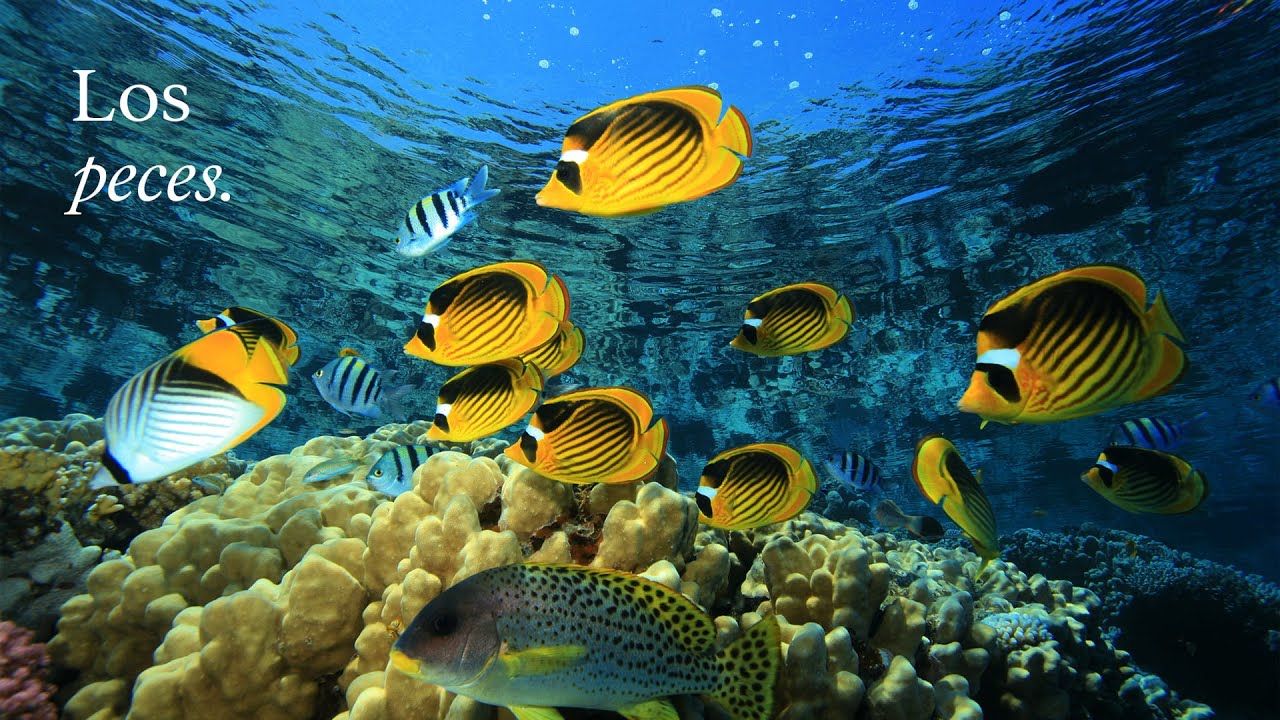 como se alimentan los peces en el mar