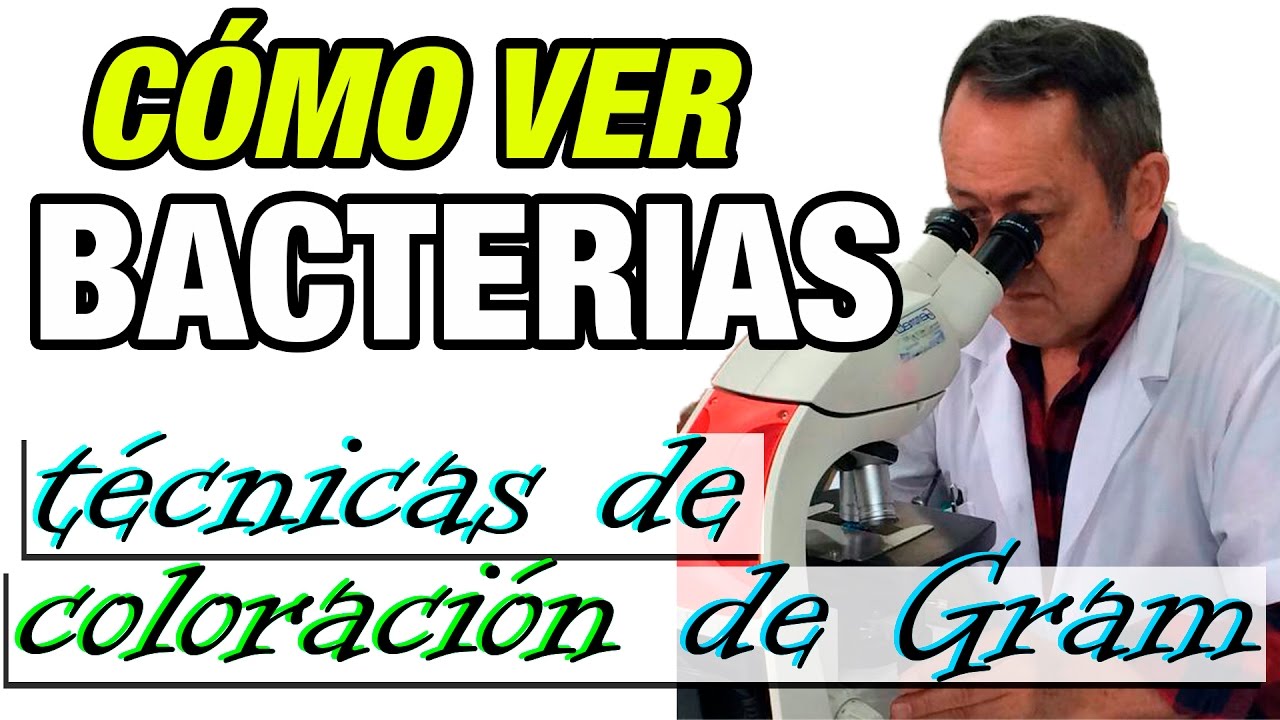 como ver bacterias en el microscopio
