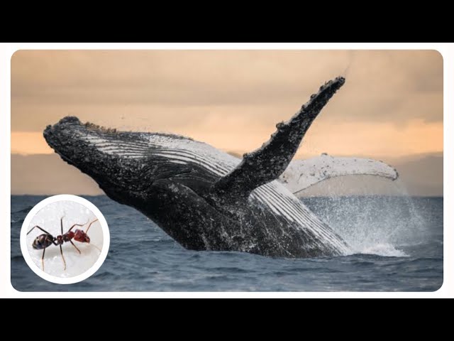 cuantas hormigas caben en una ballena