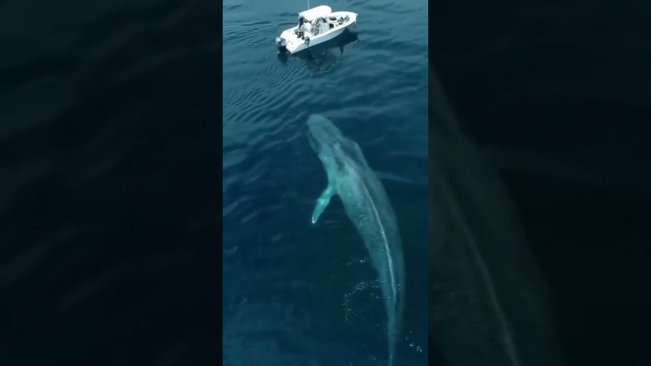 cuanto le mide a una ballena