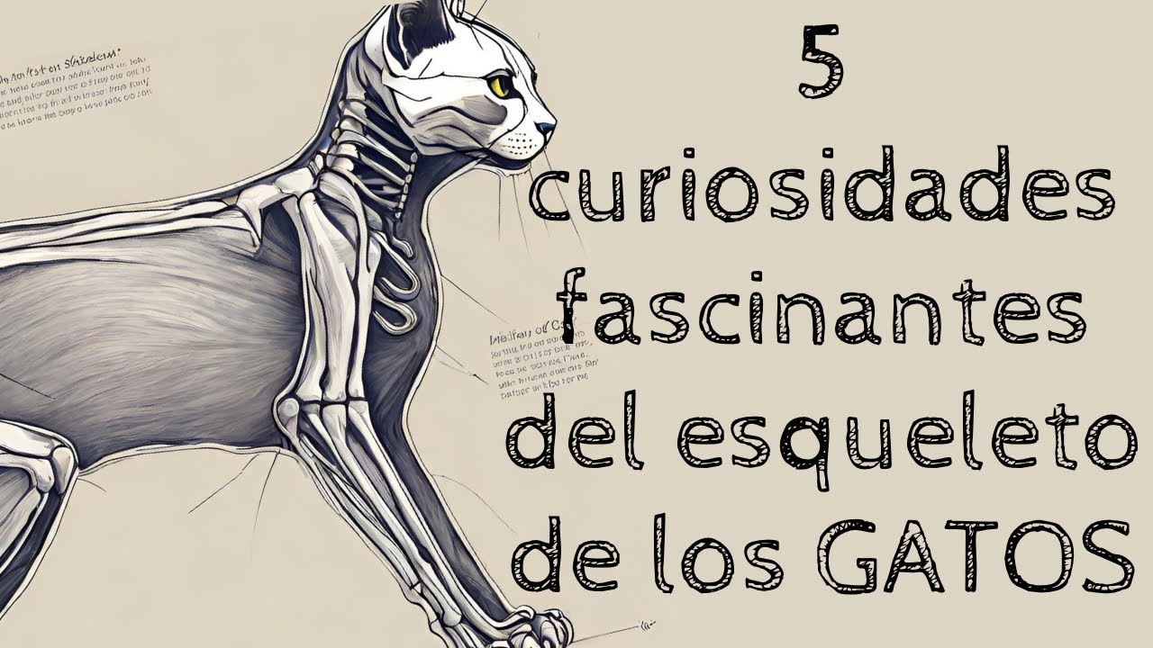 cuántos huesos tiene un gato