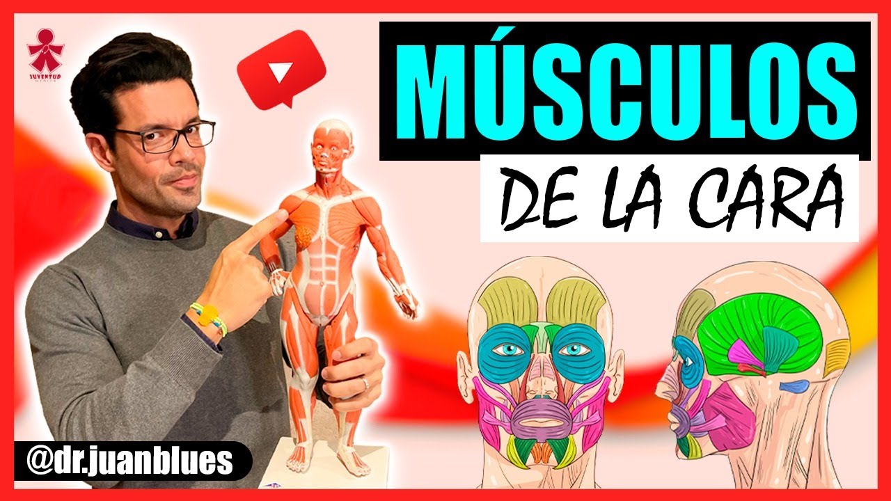 cuantos musculos tenemos en la cara