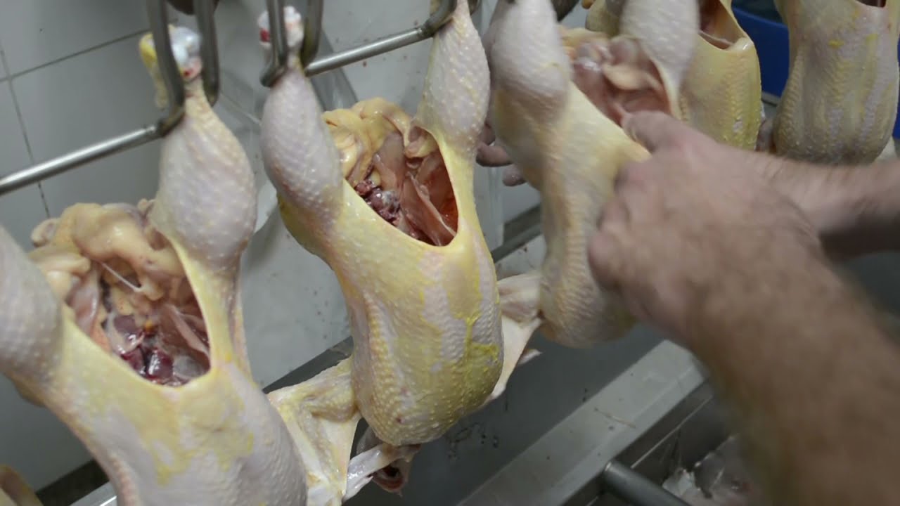 de que animal viene el pollo