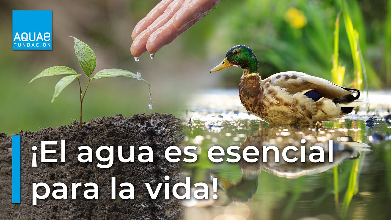 el agua es un ser vivo