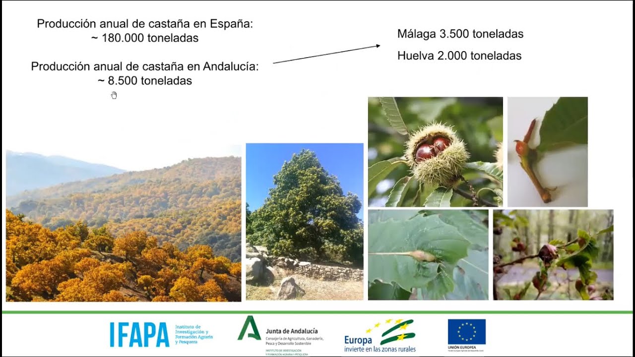 enfermedades y plagas de la encina
