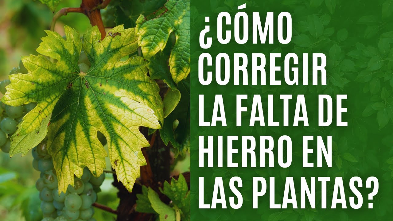 falta de hierro en las plantas
