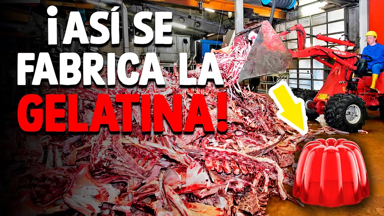 gelatina bovina de que animal es