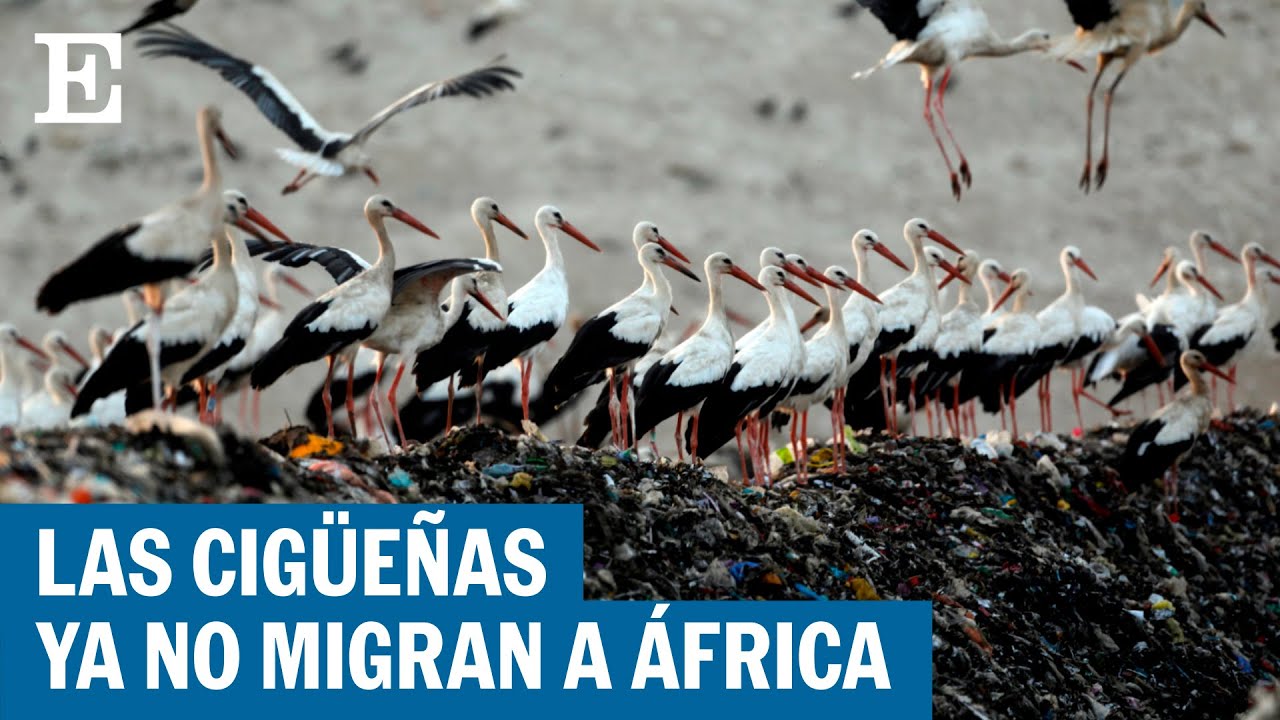 migración de las cigüeñas en españa