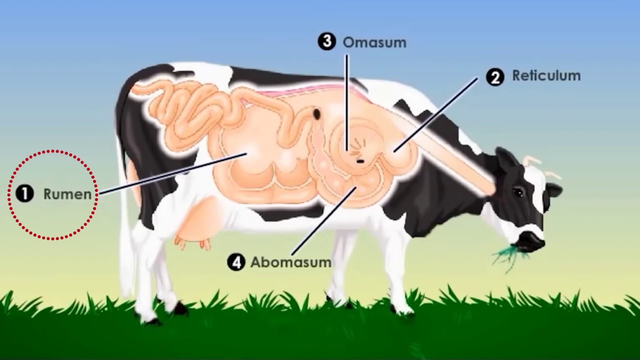 nombre de los estomagos de la vaca