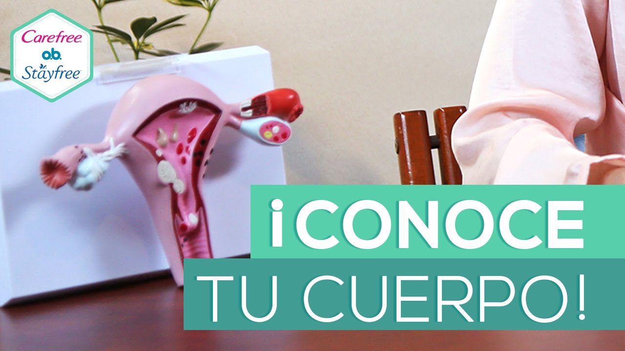 órganos del cuerpo humano femenino