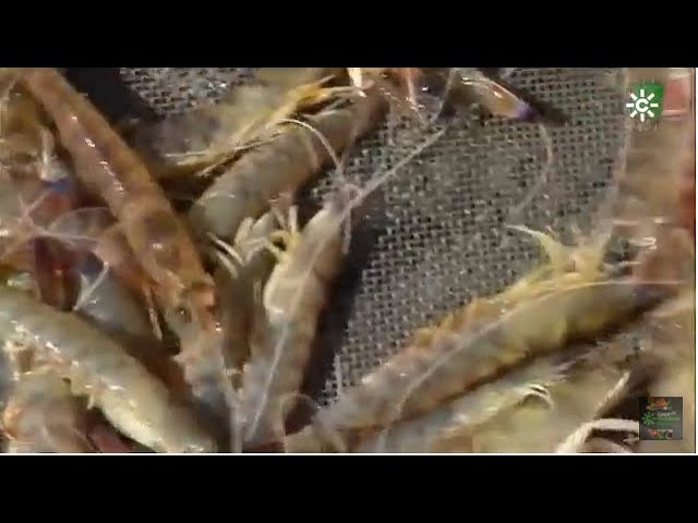 peces de la bahia de cadiz