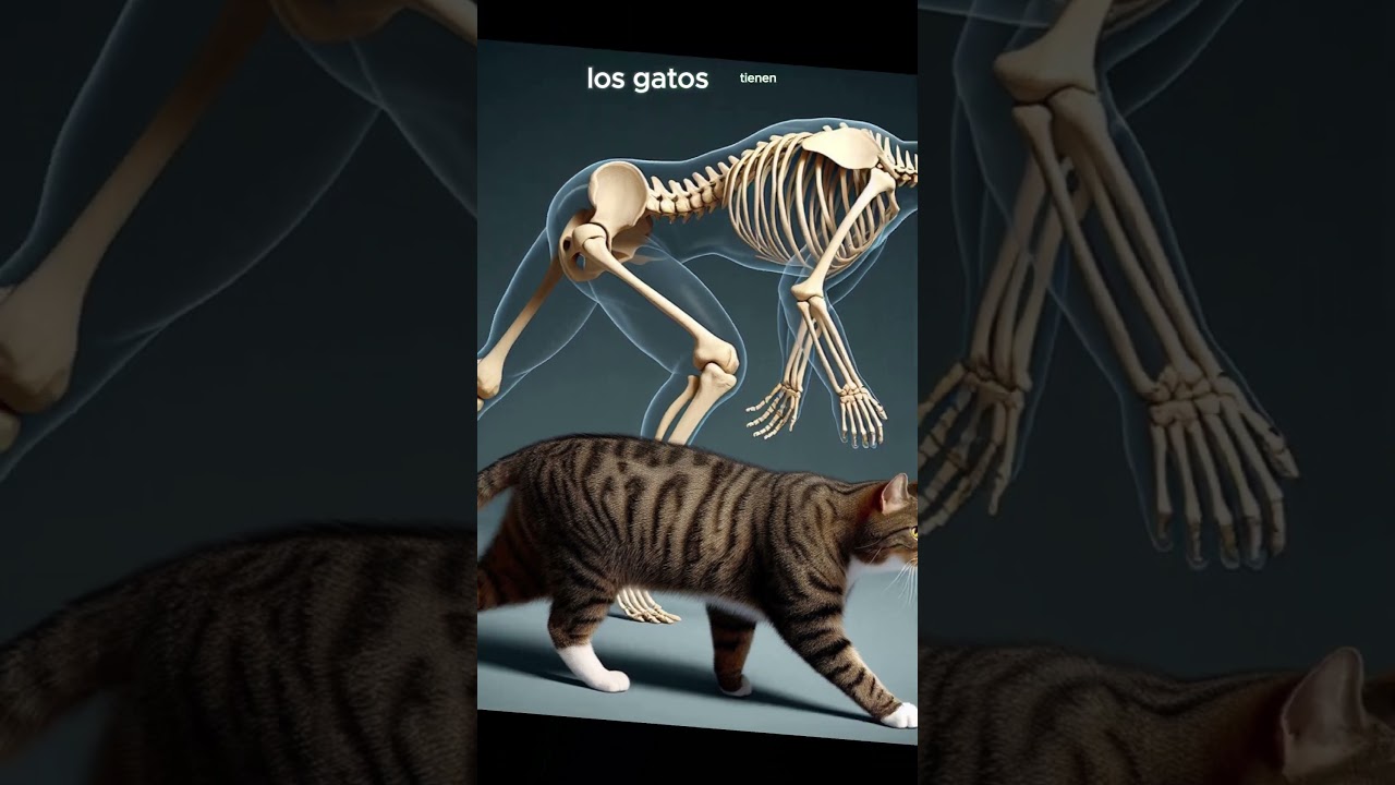 quién tiene más huesos un gato o una persona humana