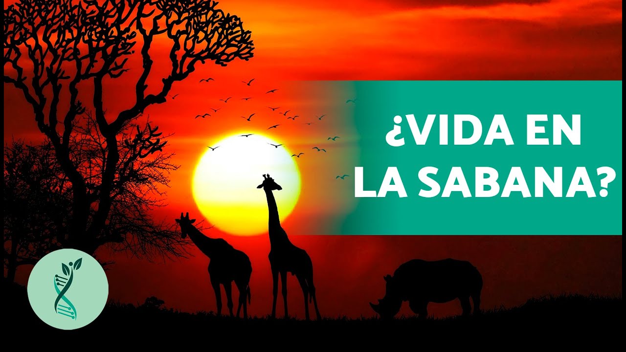sabana flora y fauna y clima