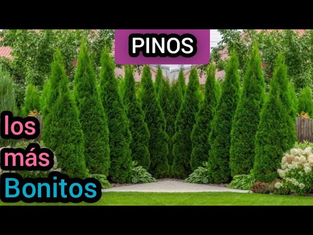 tipo de pinos y sus nombres