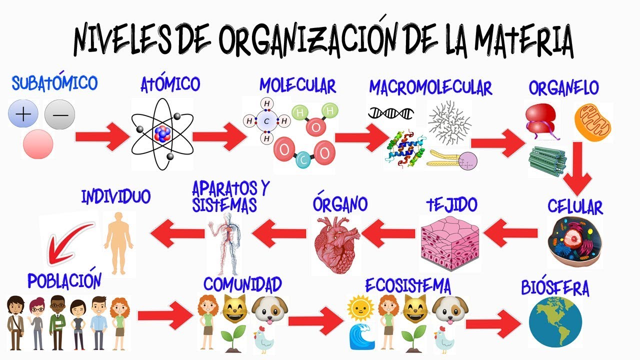 a que nivel de organizacion pertenece el agua