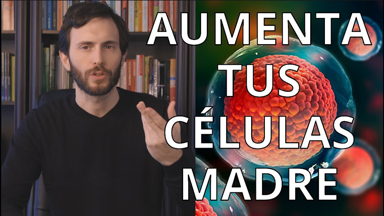 alimentos que ayudan a regenerar la médula ósea