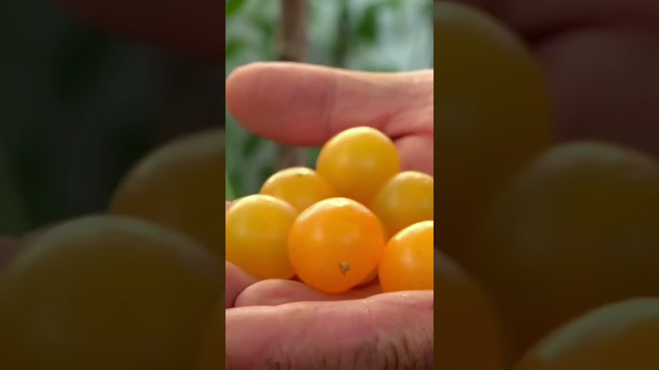 caroteno rojo presente en los tomates