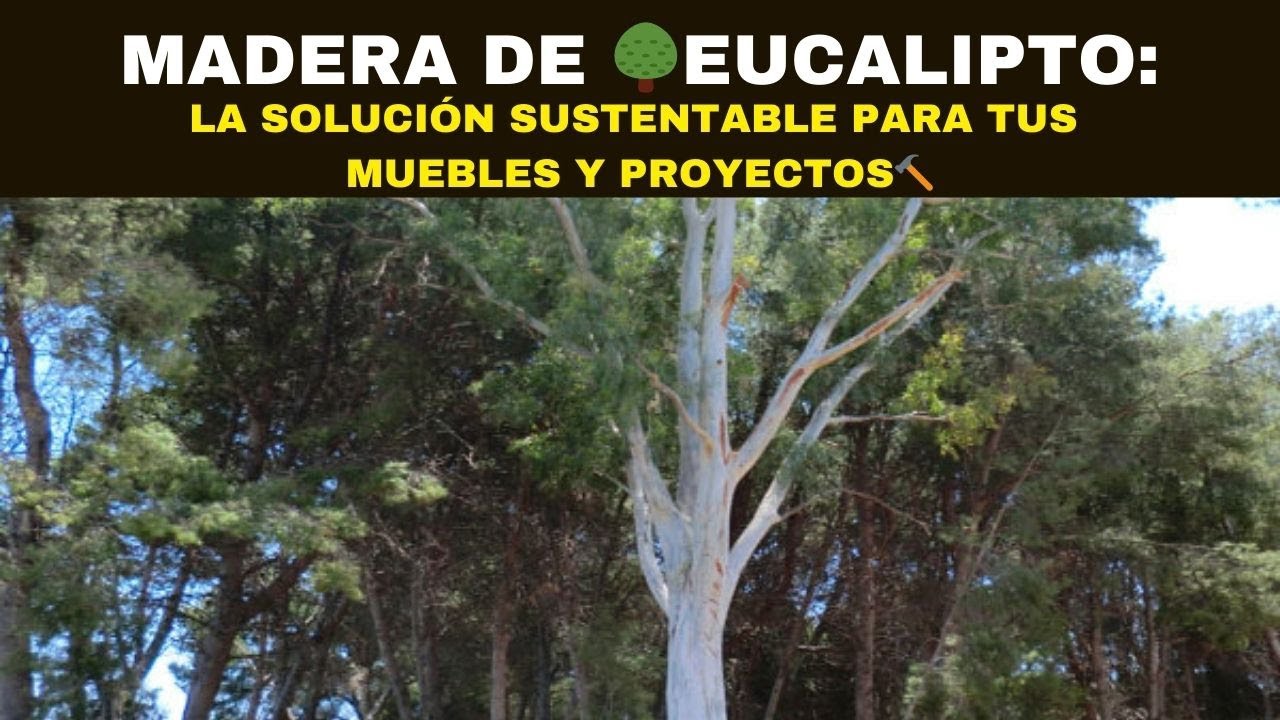 como es la madera de eucalipto