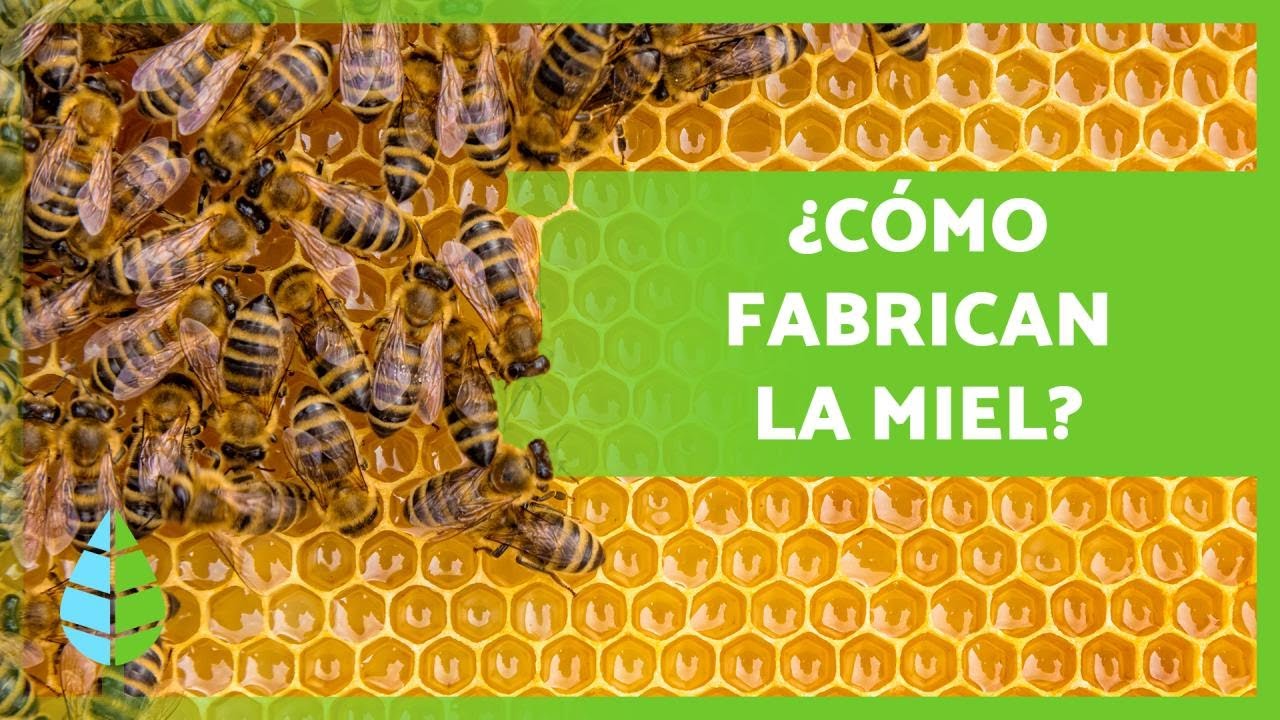 cómo hacen las abejas la miel