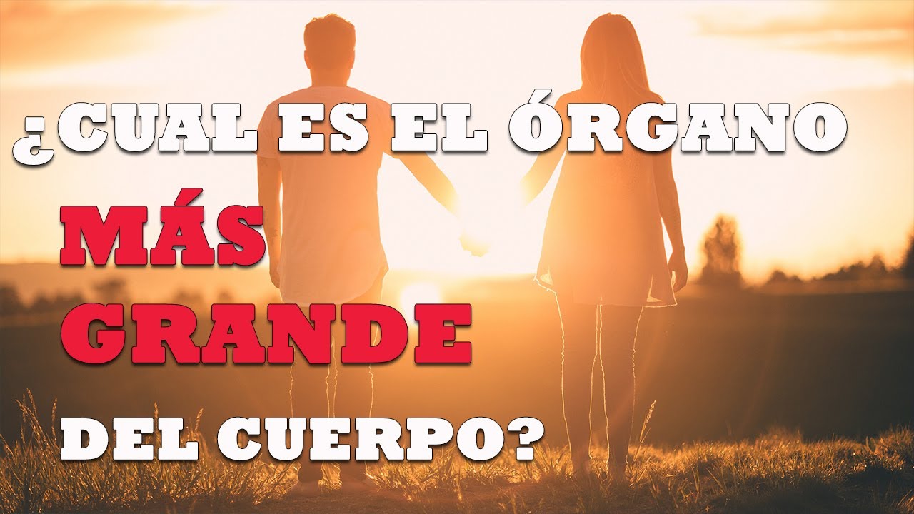 cual es el organo mas largo del cuerpo humano