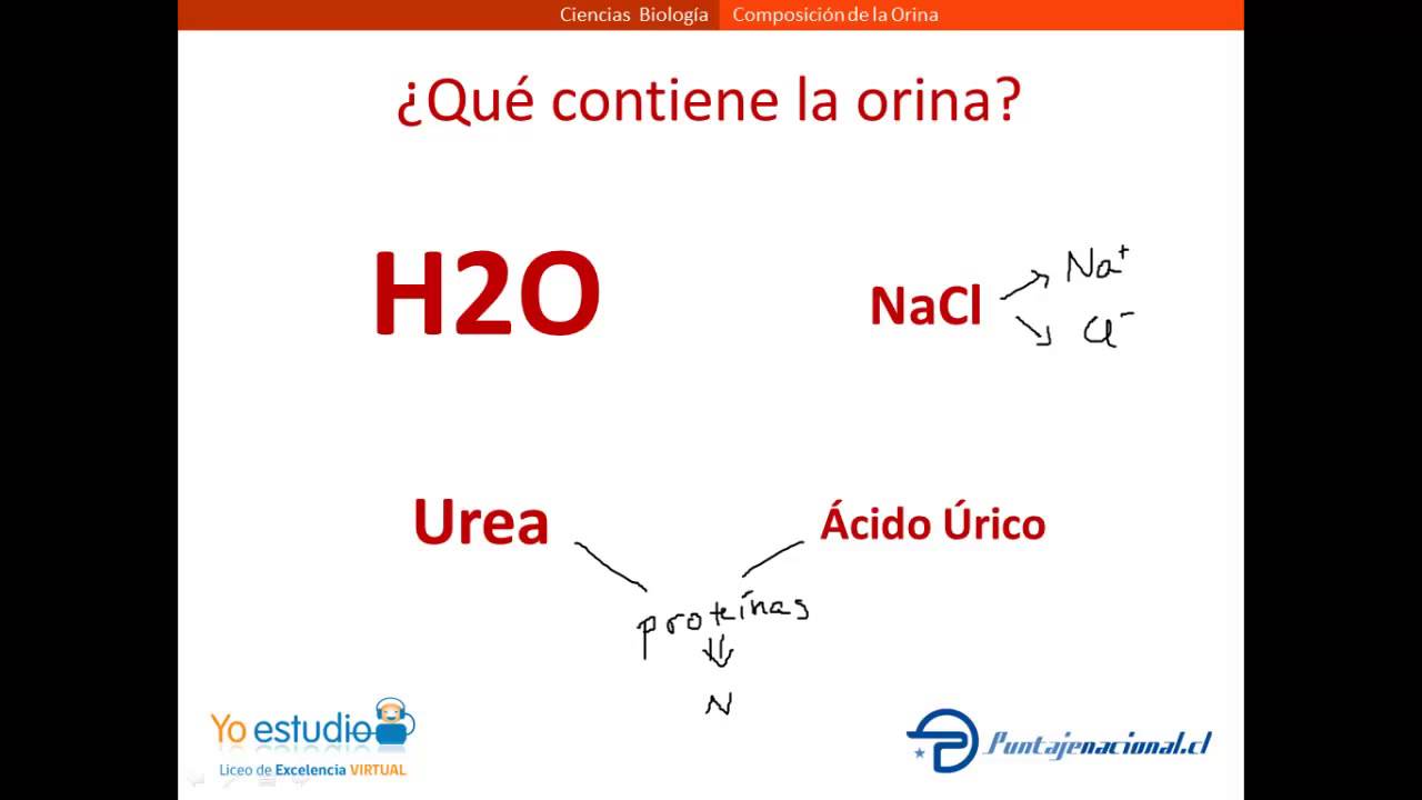 cual es la composicion de la orina