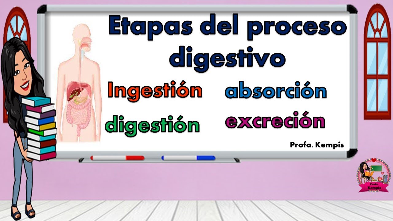 cuáles son las etapas de la digestión