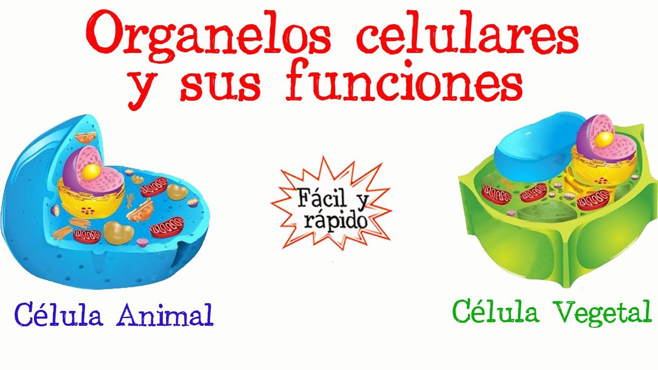 cuales son los organulos productores de energia