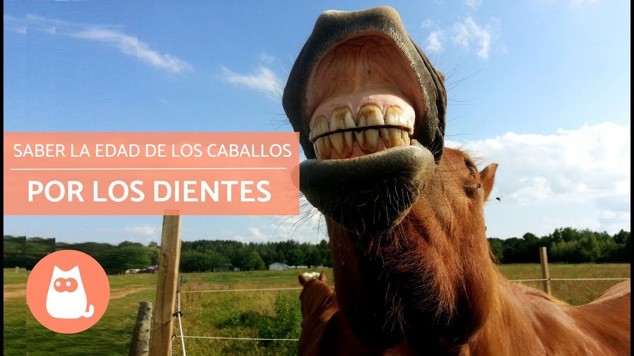 edad de los caballos por los dientes