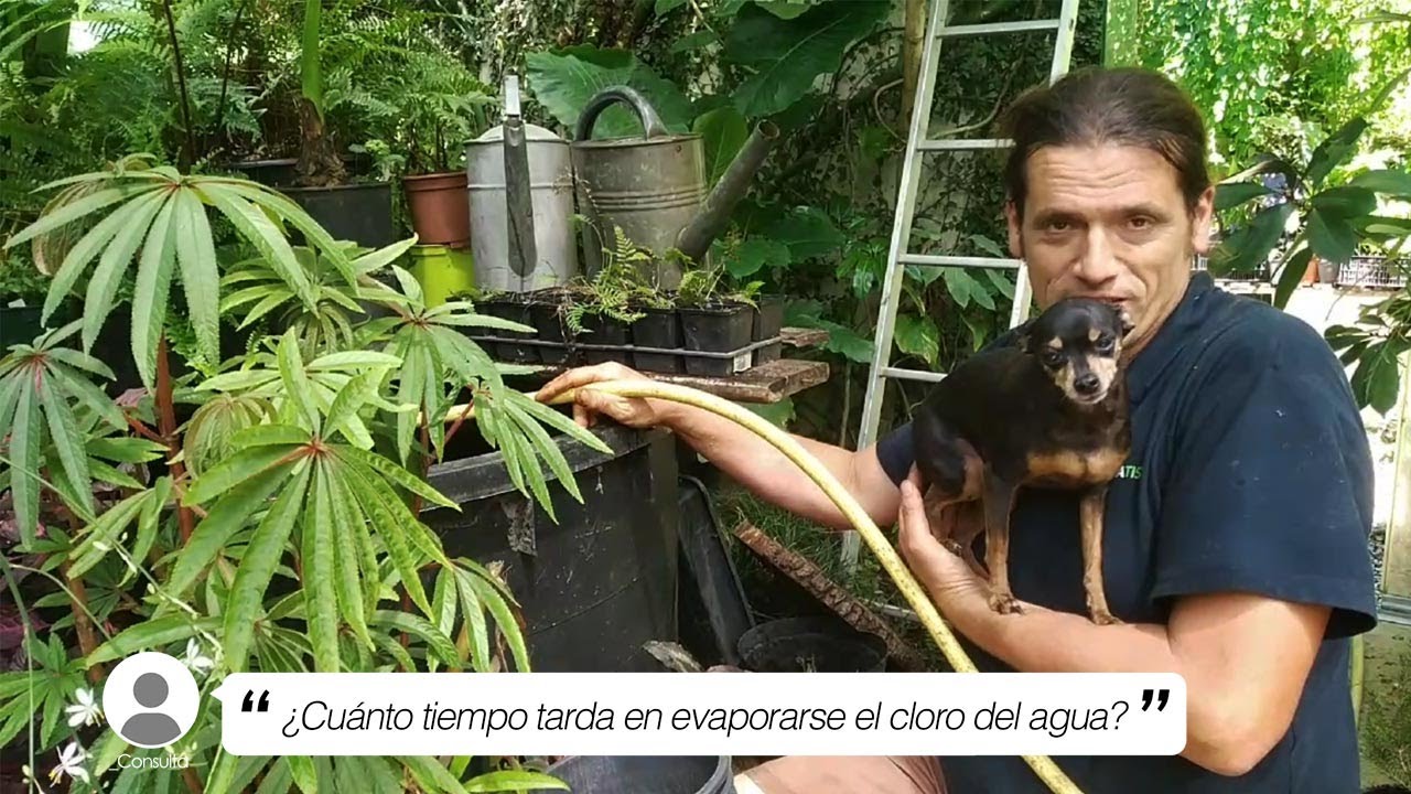 en cuanto tiempo desaparece el cloro del agua