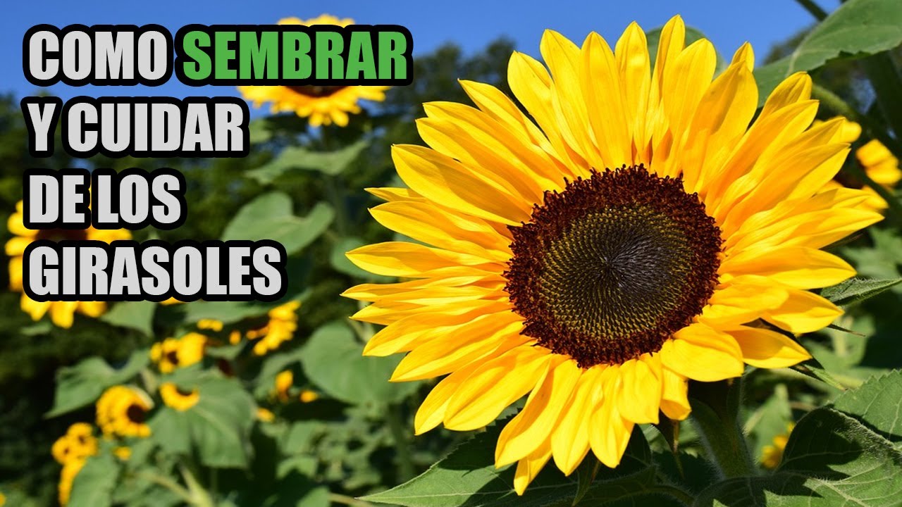 en que mes se recogen los girasoles