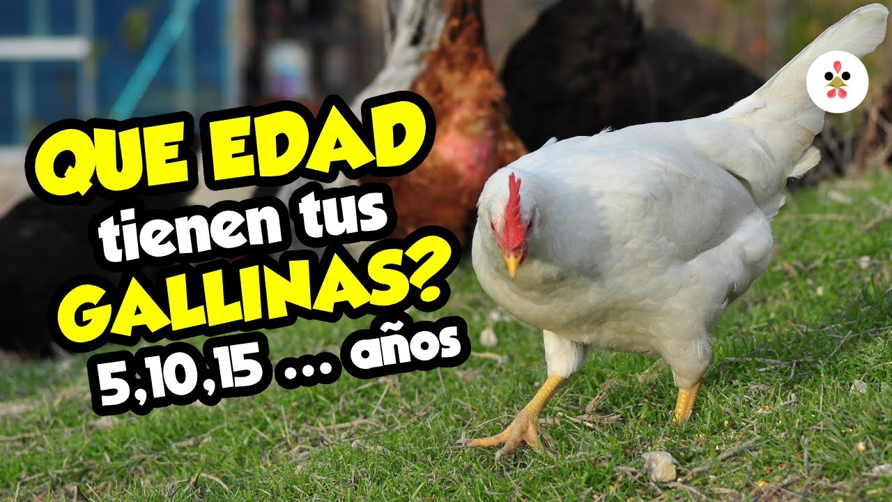 esperanza de vida de una gallina