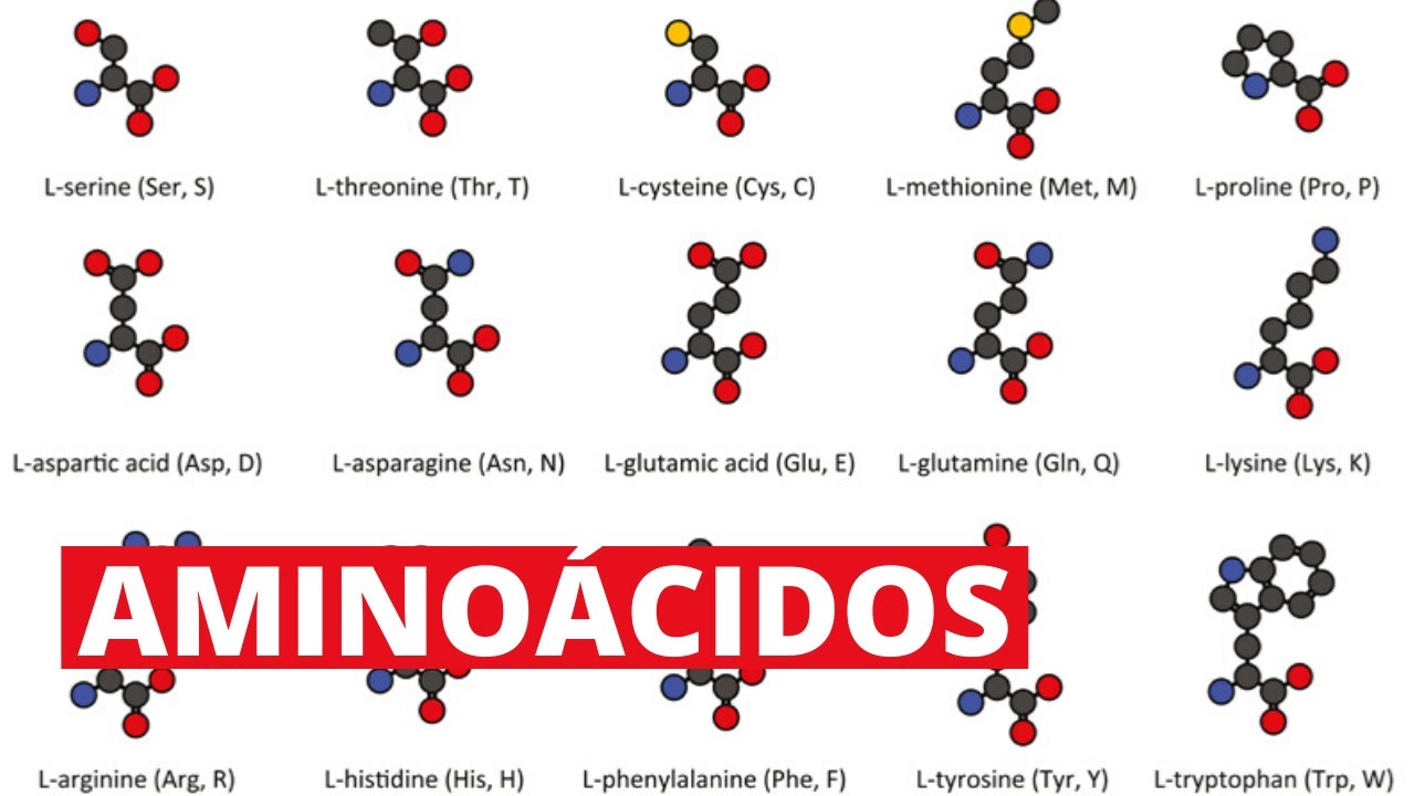 estructuras de los 20 aminoacidos
