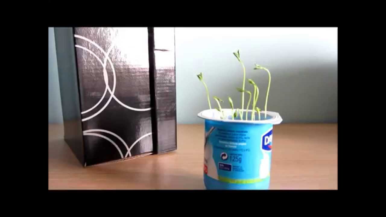 experimento lentejas con luz y sin luz