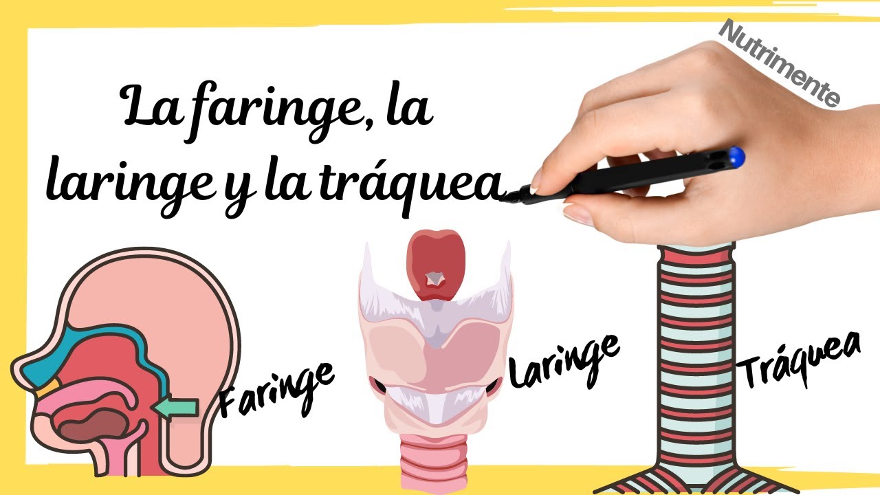 funciones de la laringe en el sistema respiratorio