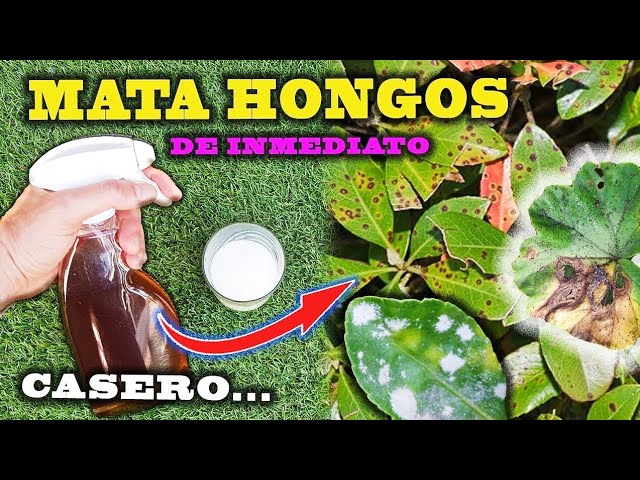 hongos en las plantas de interior