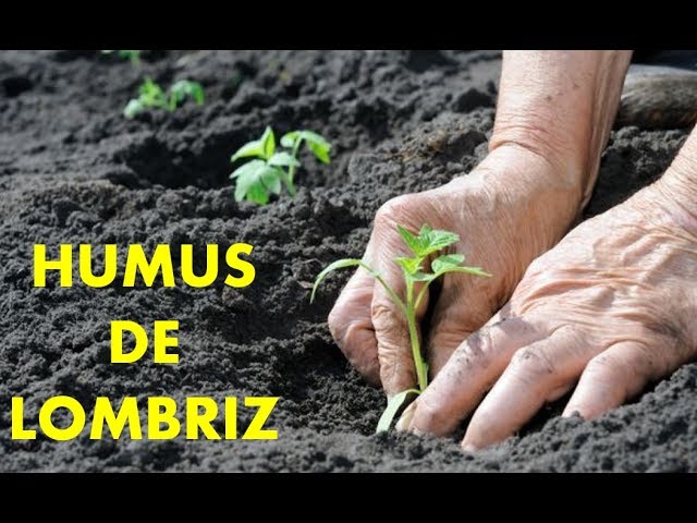 para qué sirve el humus de lombriz