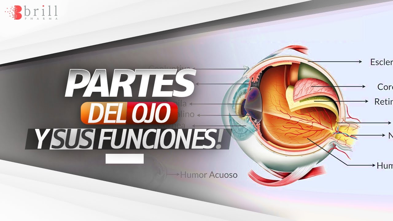 partes del ojo 4 primaria