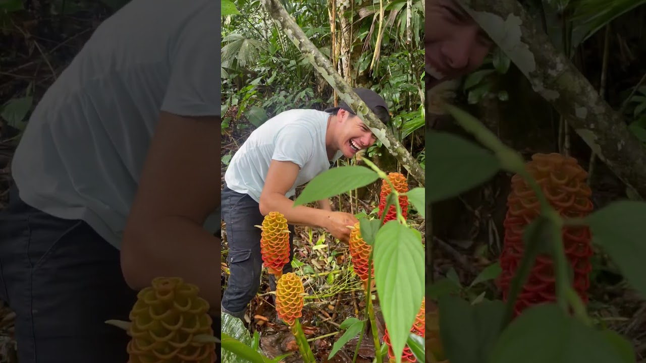 planta que almacena gran cantidad de agua