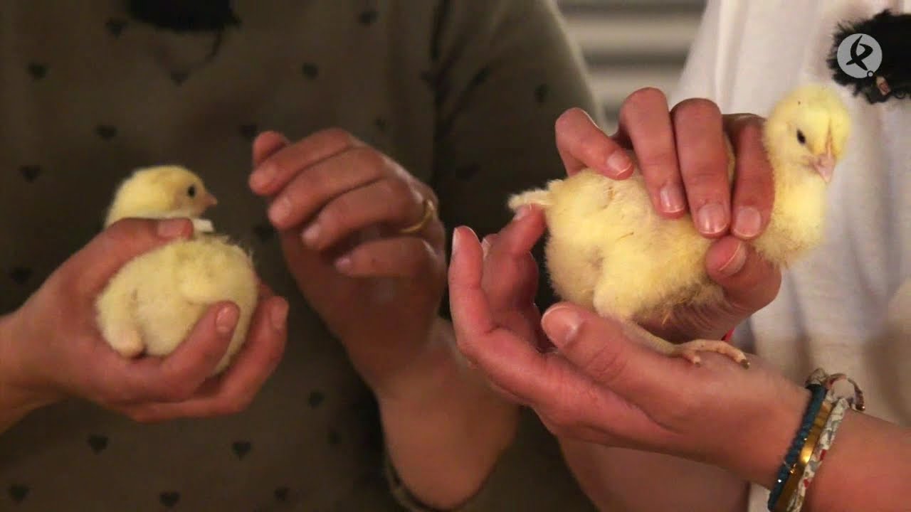 pollo pequeño como se llama