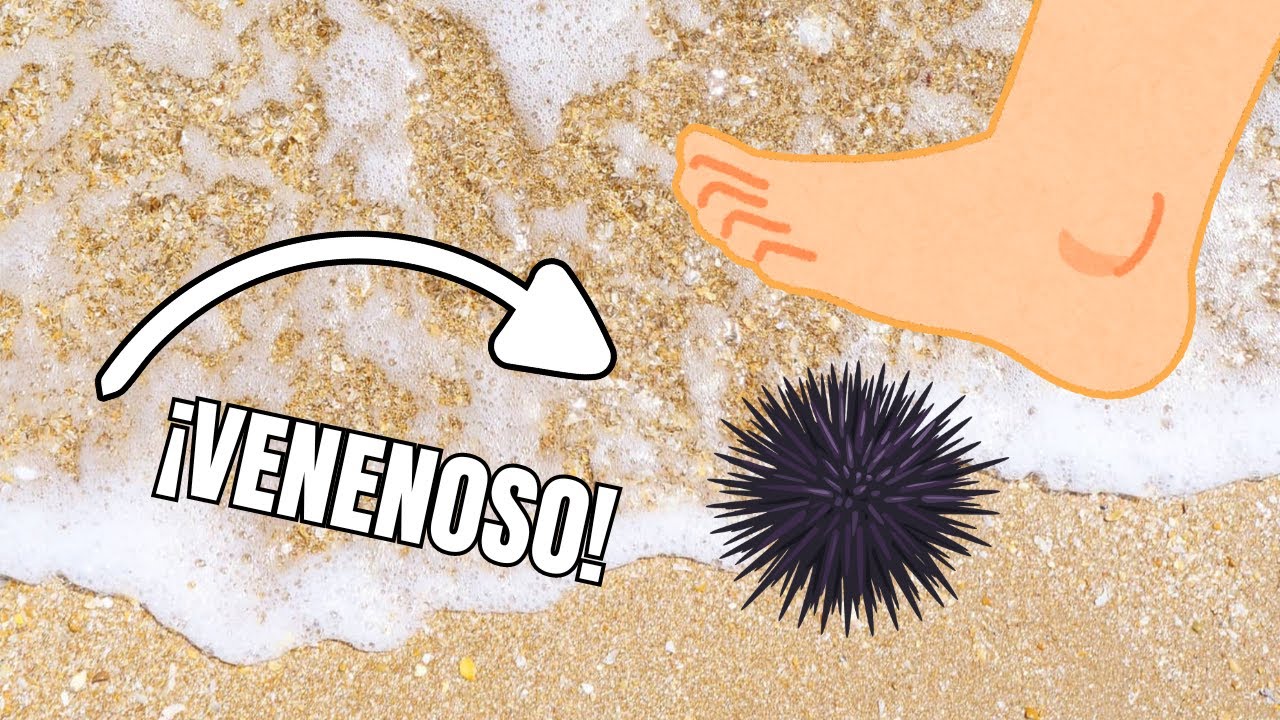 que pasa si no me saco una espina de erizo