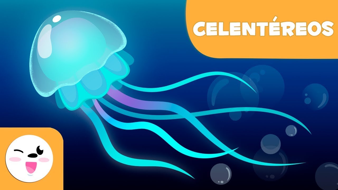 a que grupo pertenece la medusa