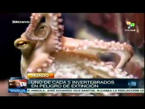 animal invertebrado en peligro de extincion